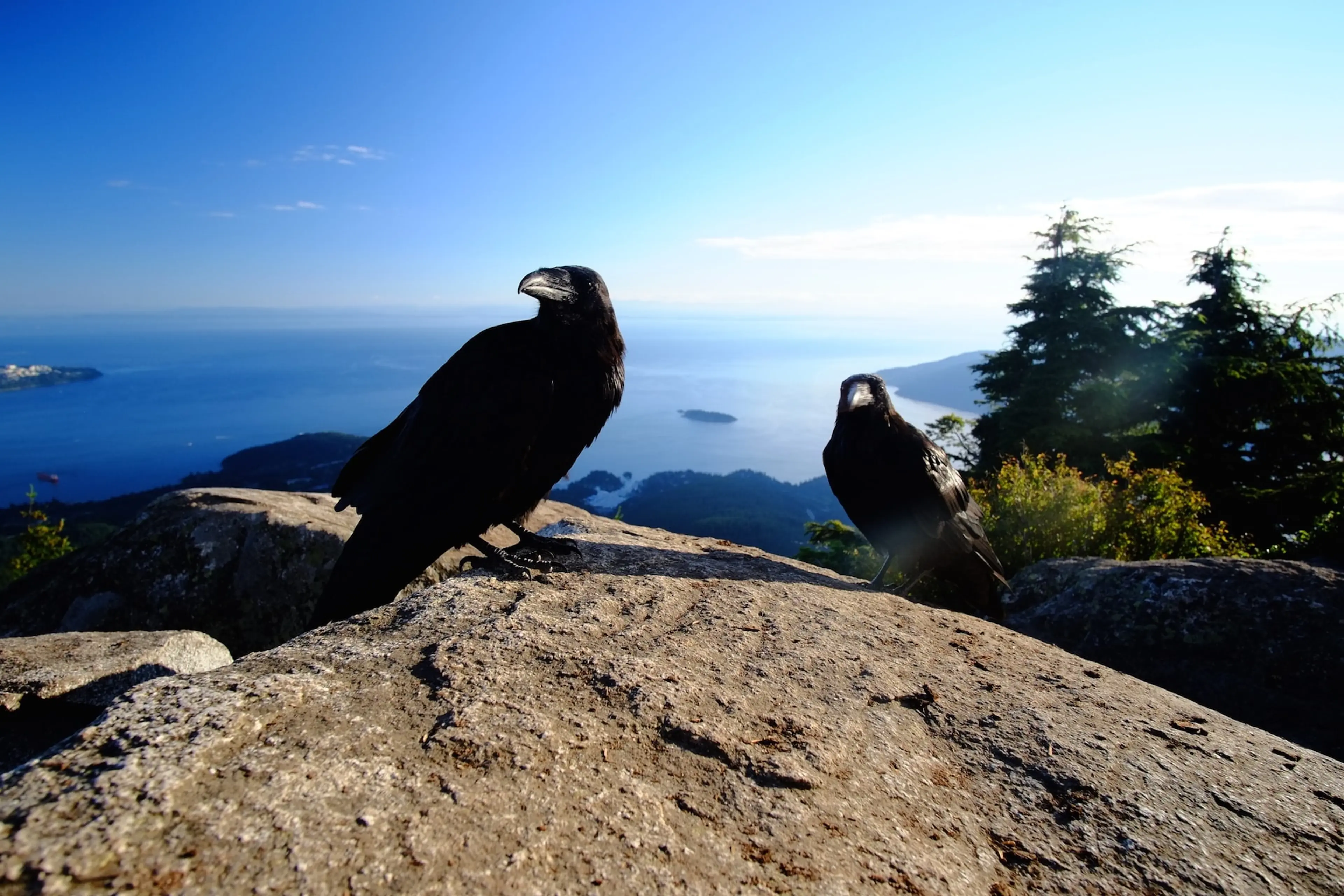 Ravens at Eagle Bluff in Cypress Provincial Park