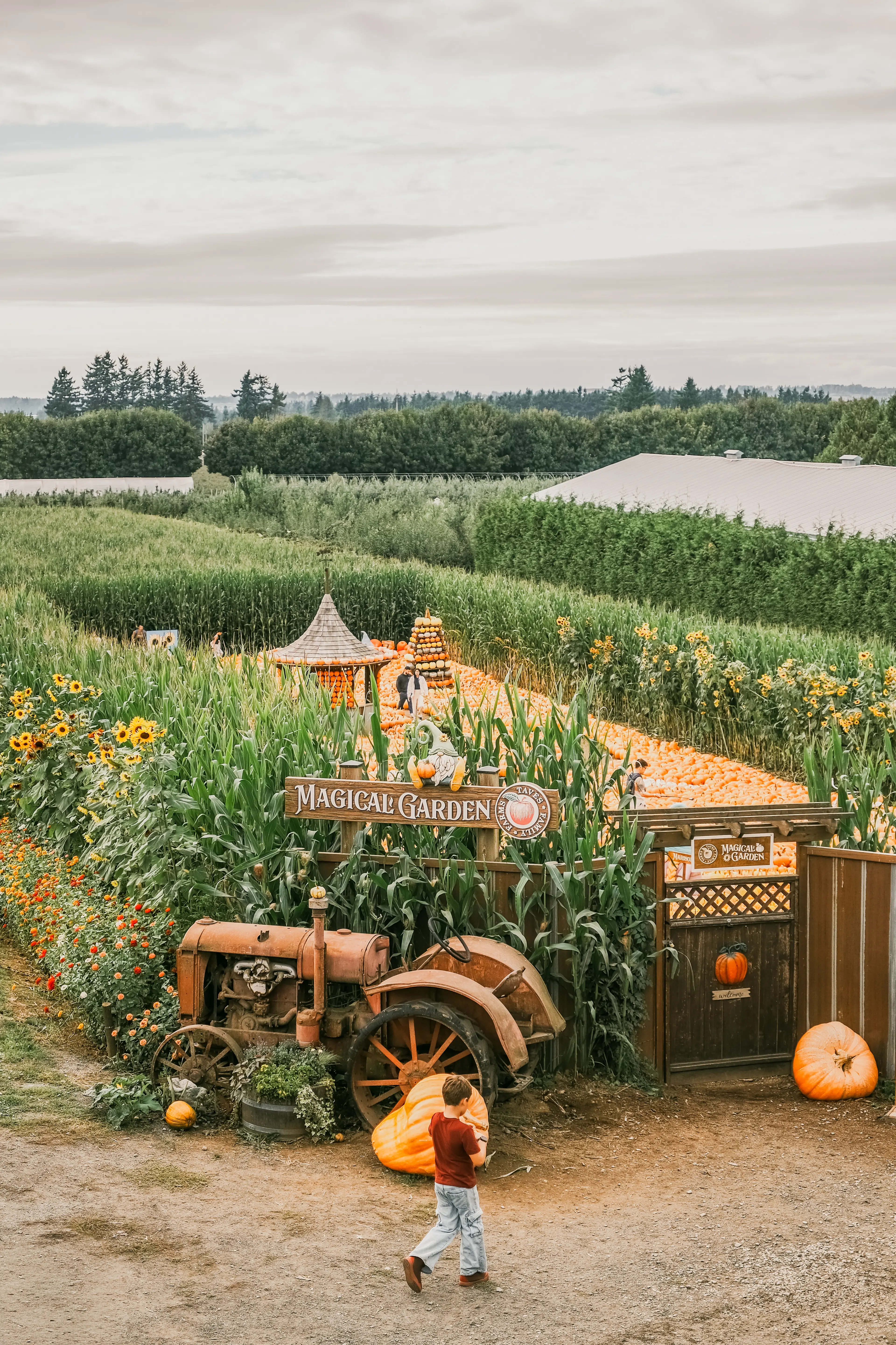 Child walking near a rustic tractor and large pumpkins at the entrance of a cornfield labeled Magical Garden with sunflowers and a pumpkin display inside.