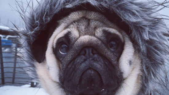 photo: @pugpugpocho / Instagram