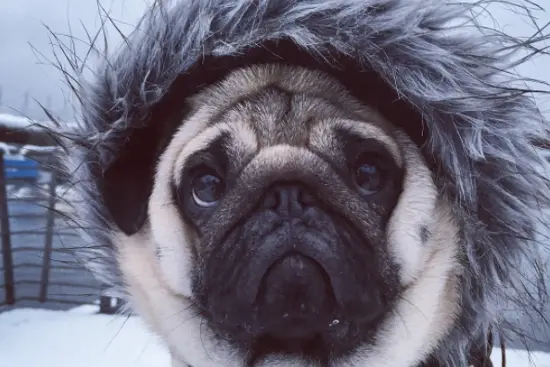 photo: @pugpugpocho / Instagram