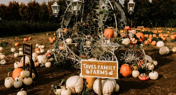 Pumpkins on display at Taves Family Farm near Vancouver.
