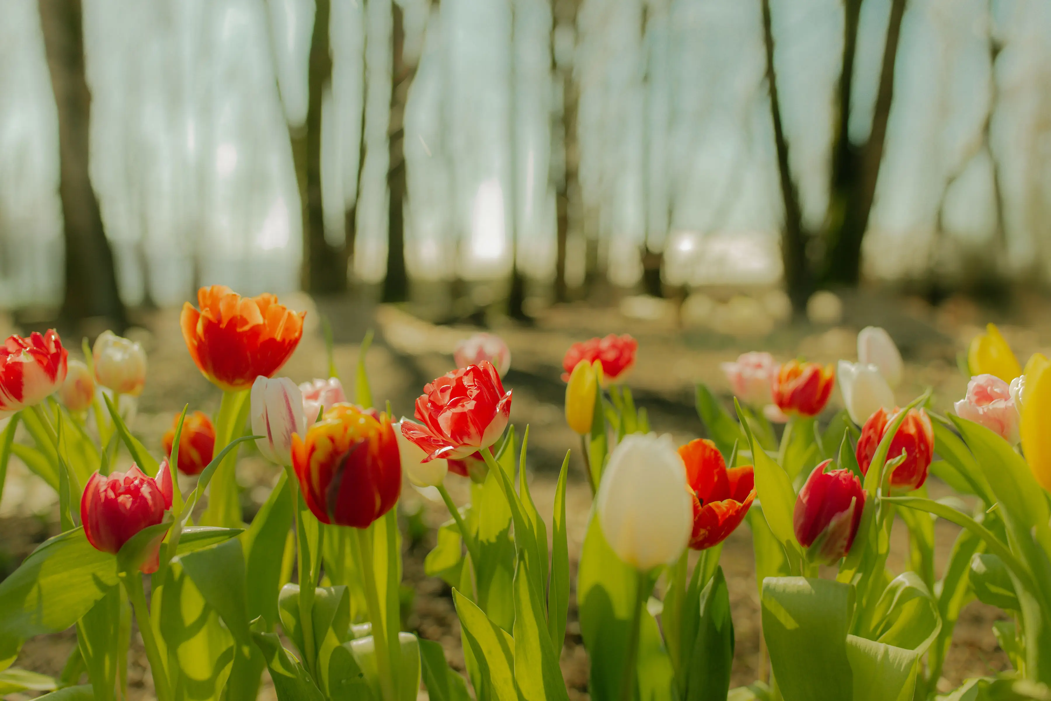 Tulips in the forest at Maan Farms.
