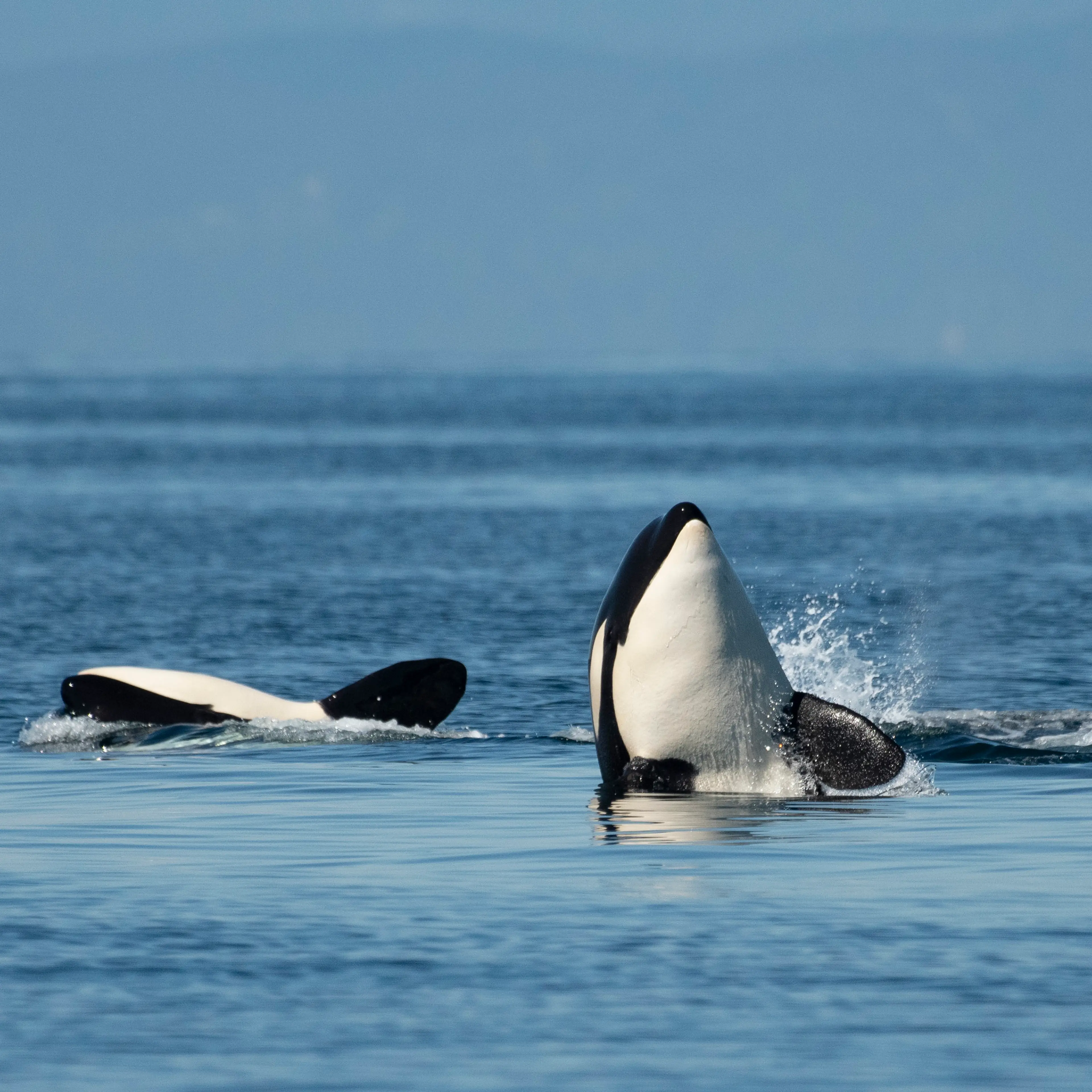 Bigg's Orca