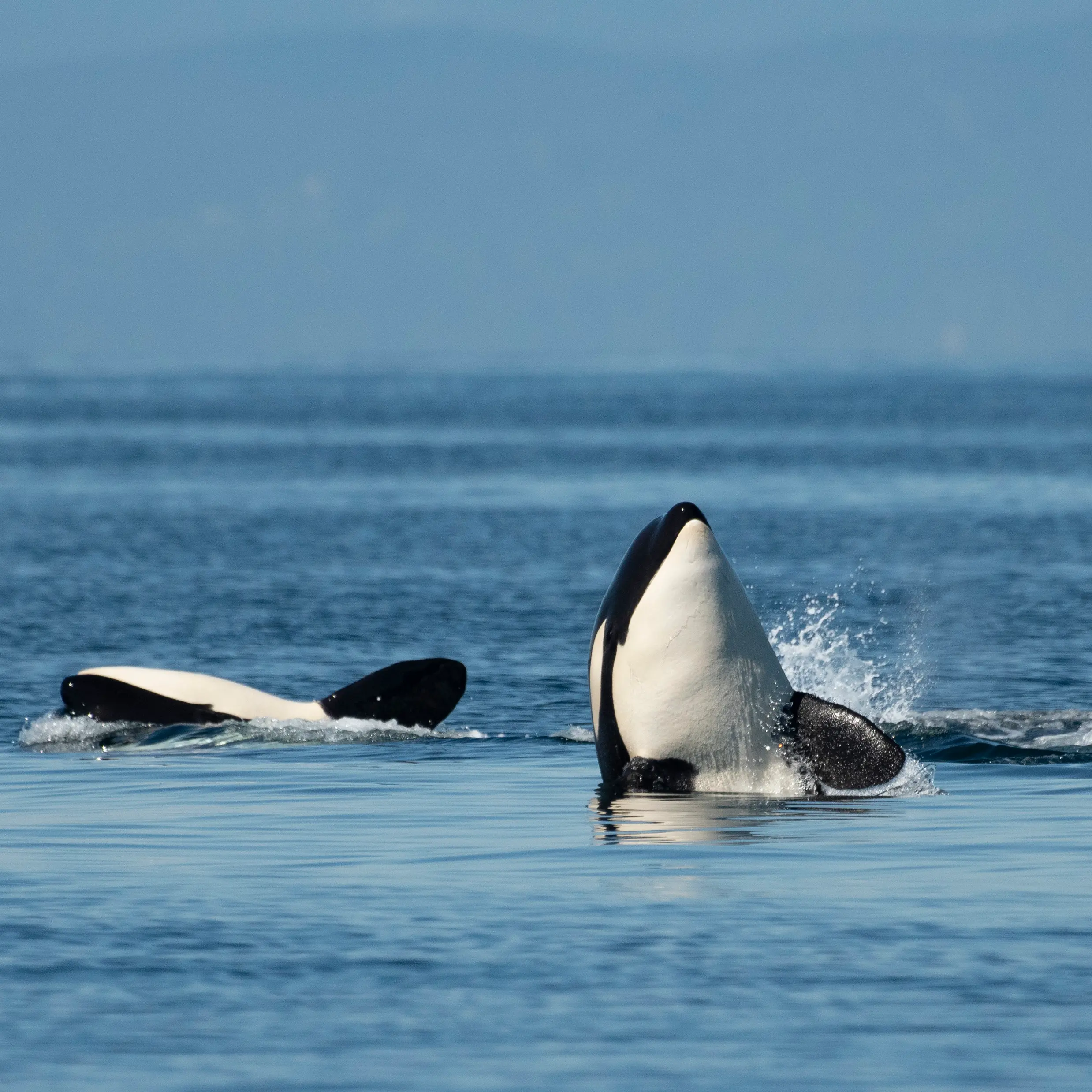 Bigg's Orca