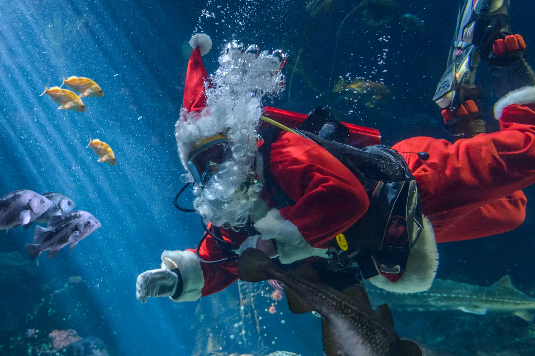 Scuba Claus Coming Back to Town!