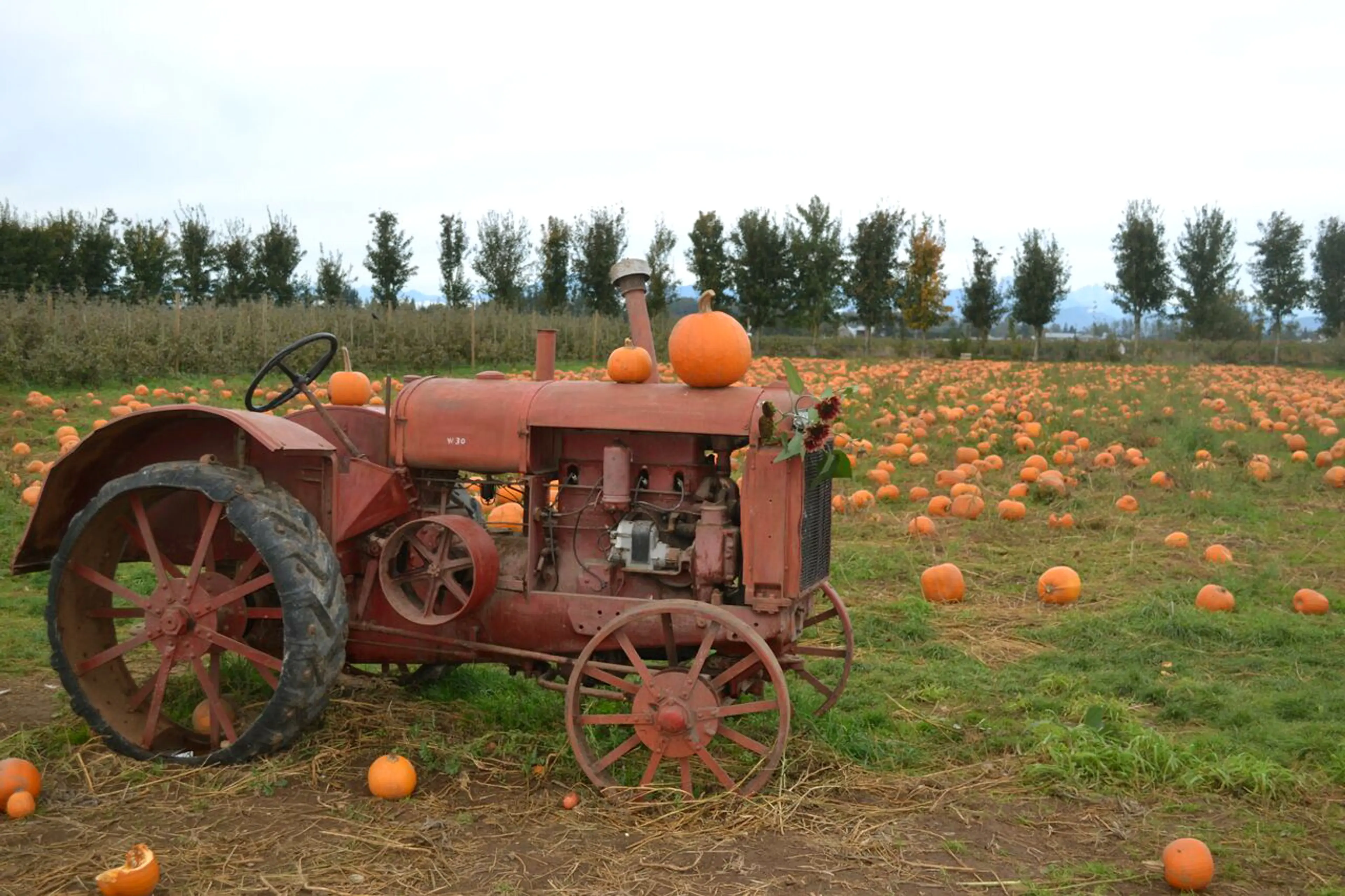 Pumpkins at Taves Family Farms near Vancouver