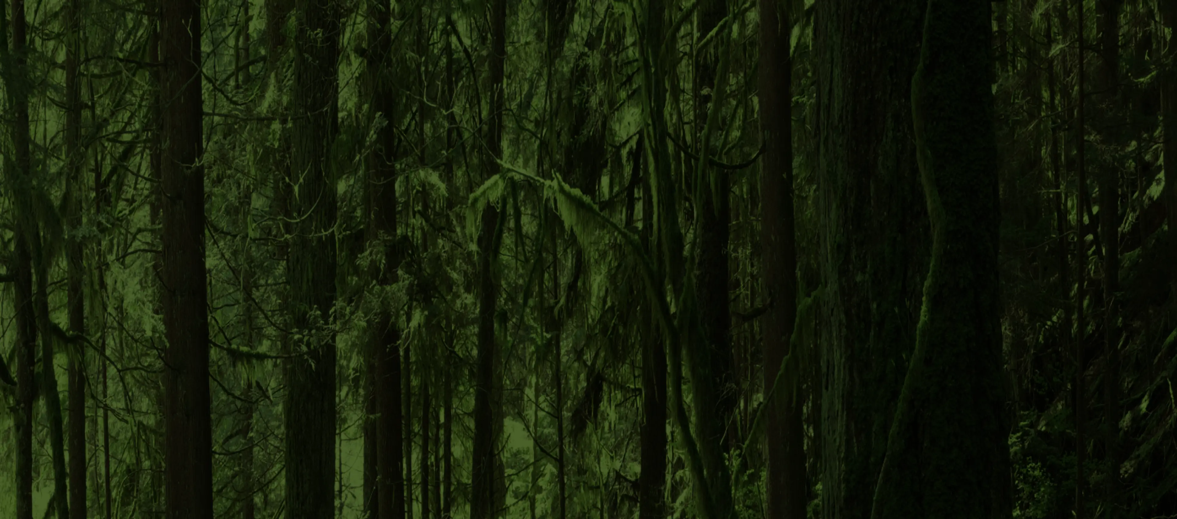 A dense, green rainforest