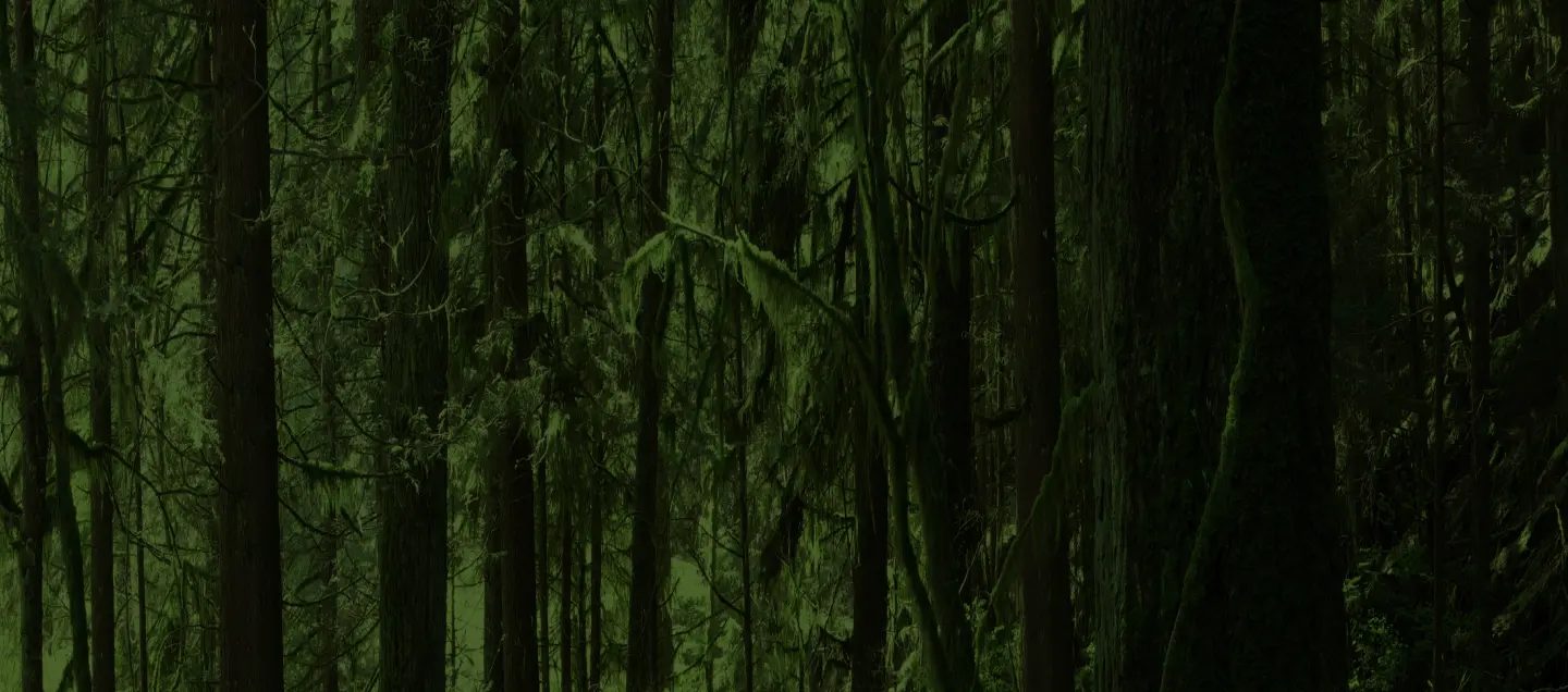 A dense, green rainforest