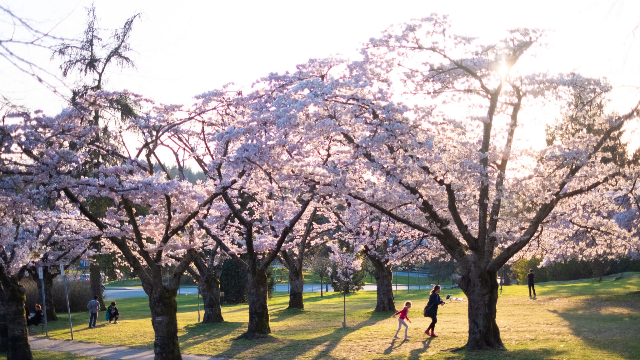 Cherry blossoms at Queen Elizabeth Park