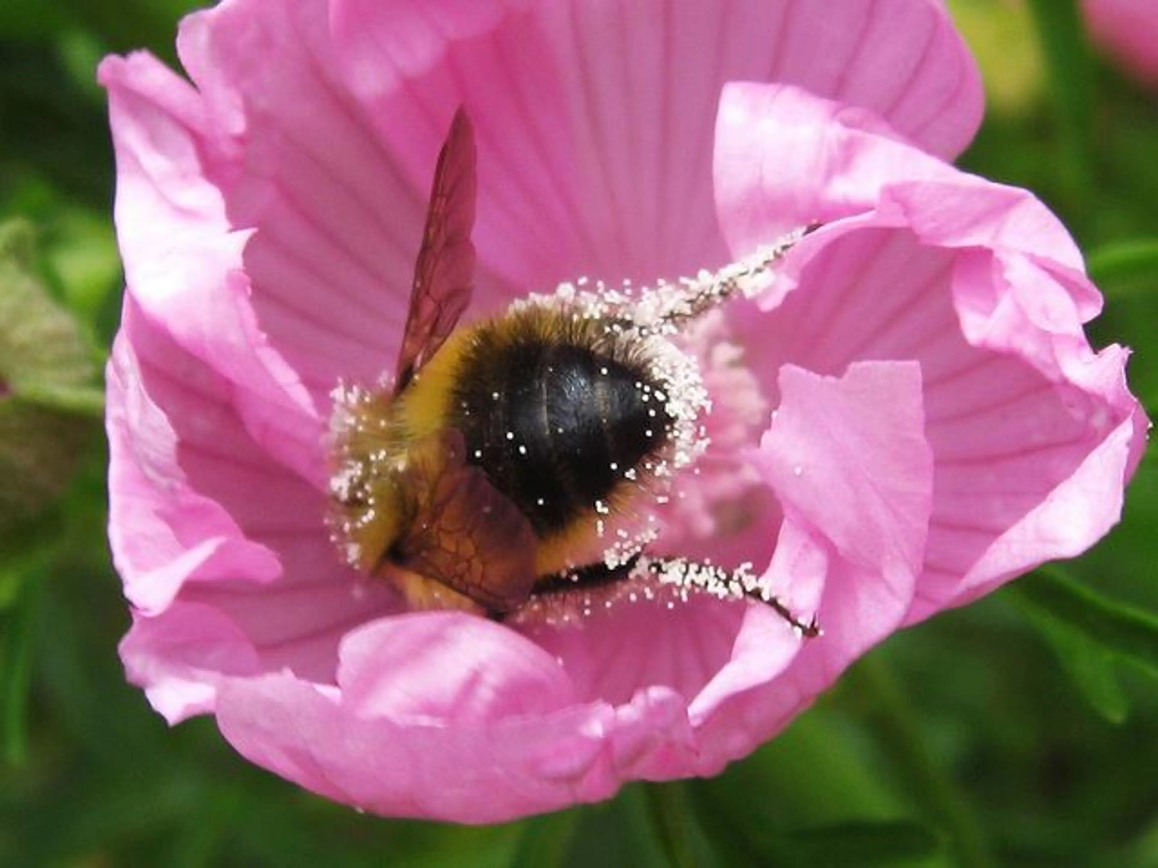 The Bees in Your Backyard