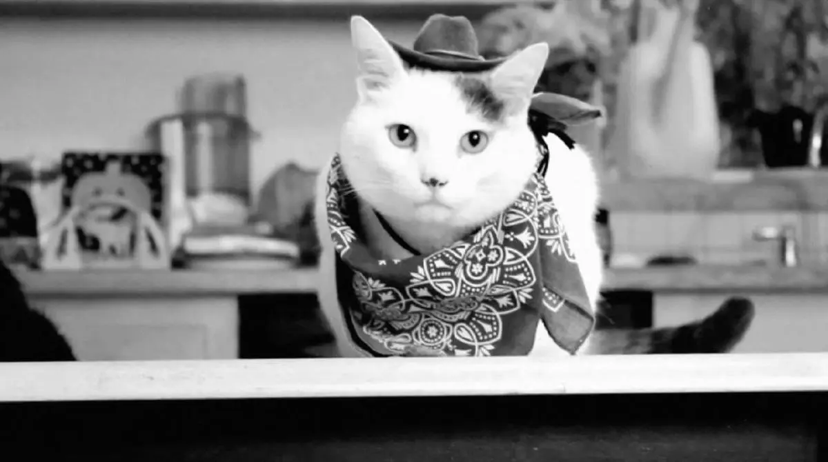 Want cat videos? CatVideoFest 2019 has ’em!