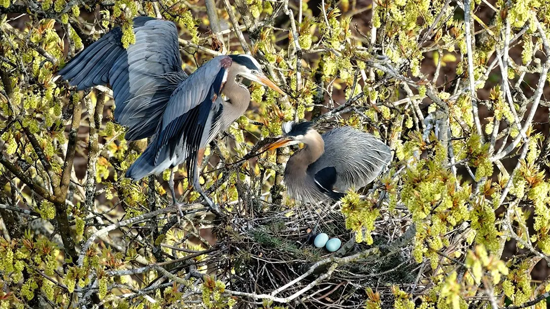 Bird Nesting in City Parks: Discover Urban Wildlife Wonders