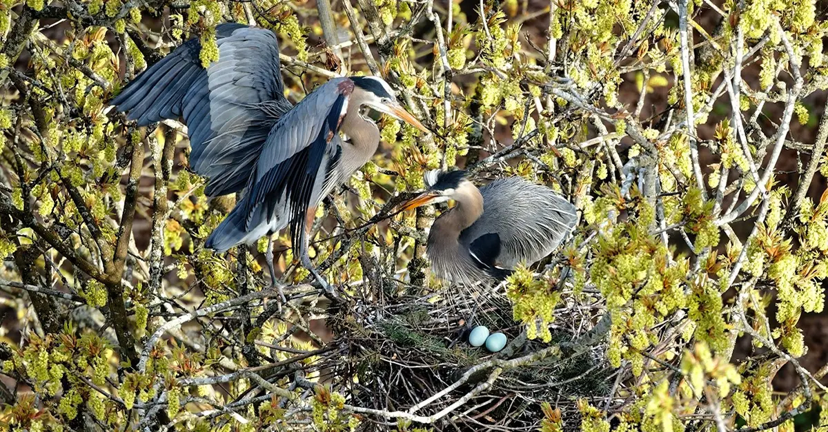 How to See Nesting Great Blue Herons in Vancouver