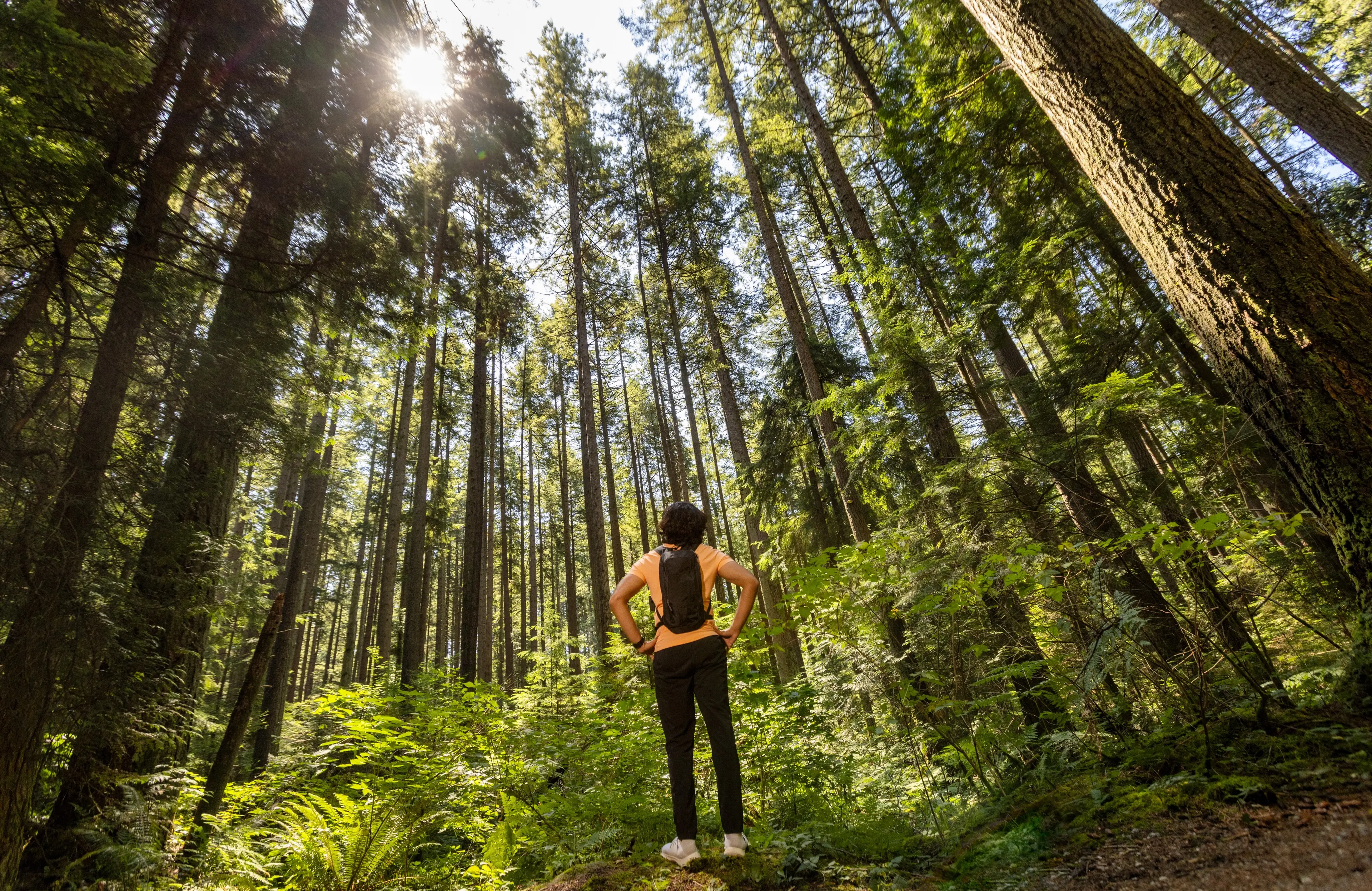 Pacific Spirit Trail
