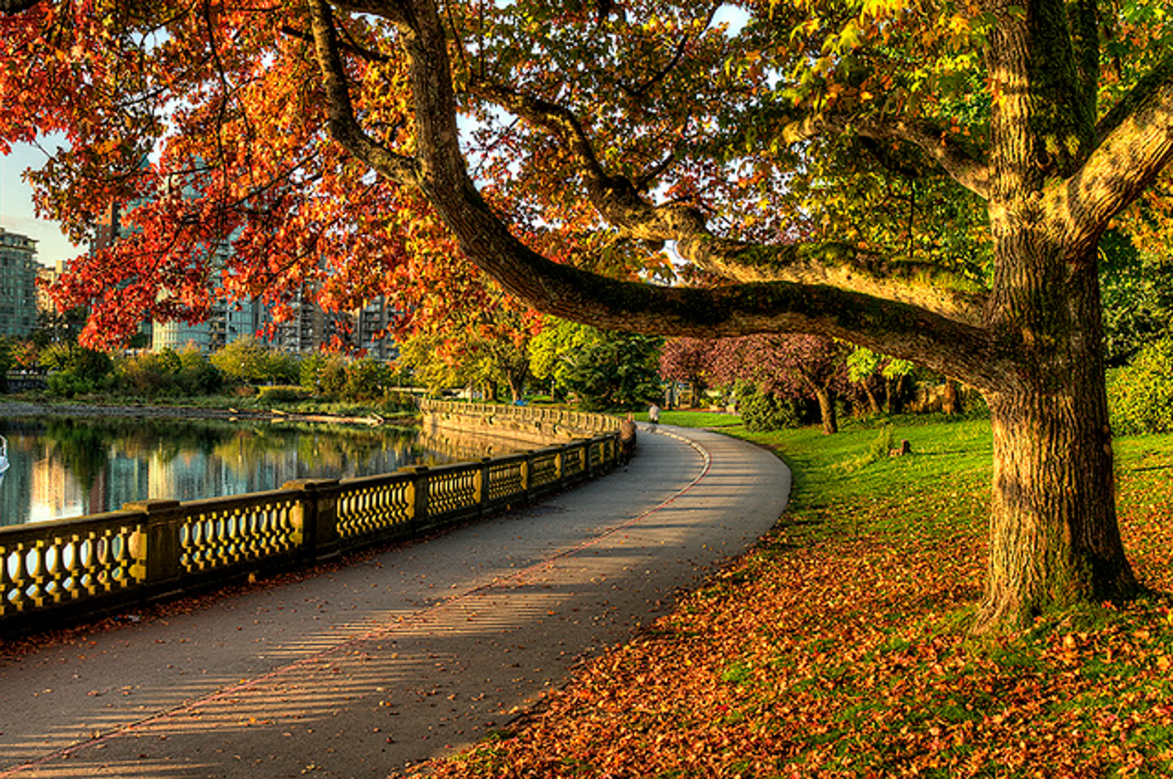 autumn leaves vancouver