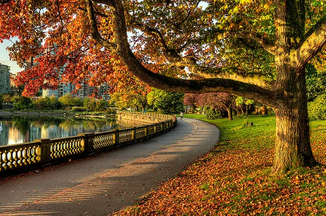 autumn leaves vancouver