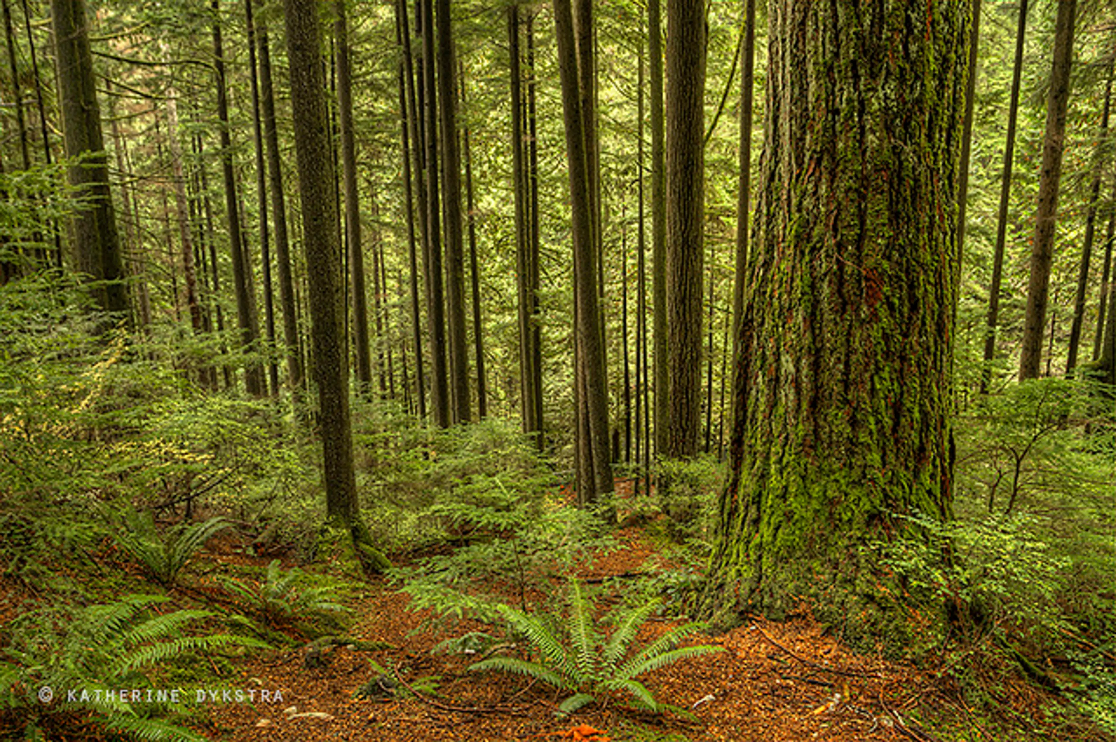 north vancouver