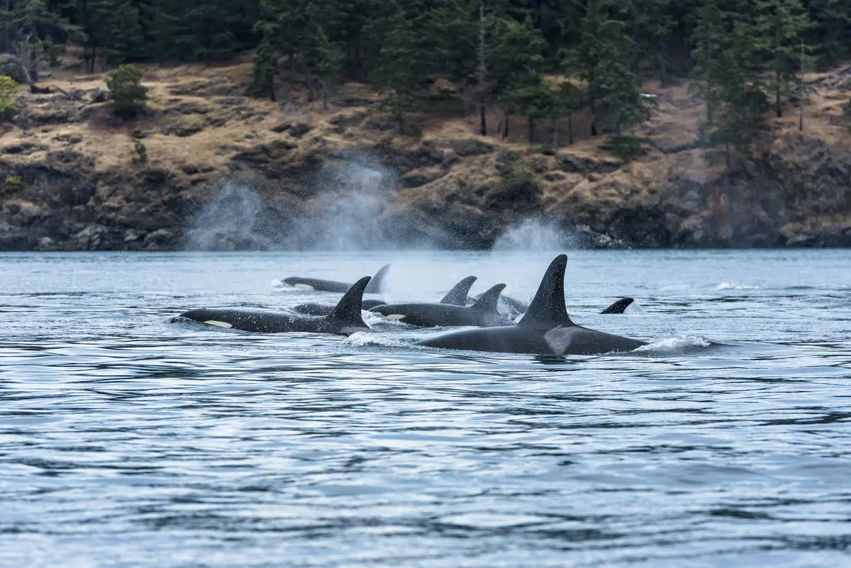 Whales in the Strait of Georgia near Vancouver