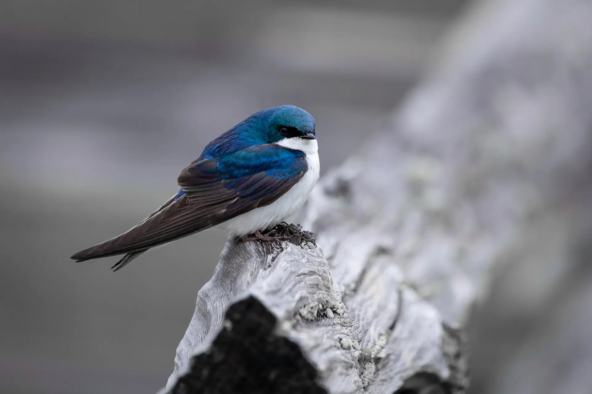 Tree swallow in Colony Farm Regional Park.