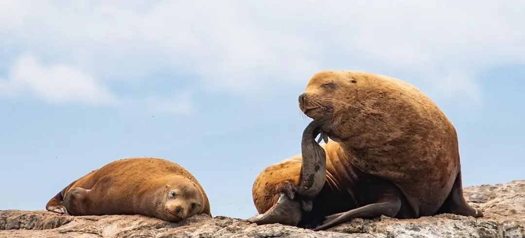 Sea Lions - Prince of Whales