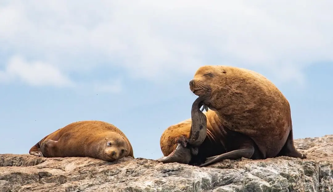 Sea Lions - Prince of Whales