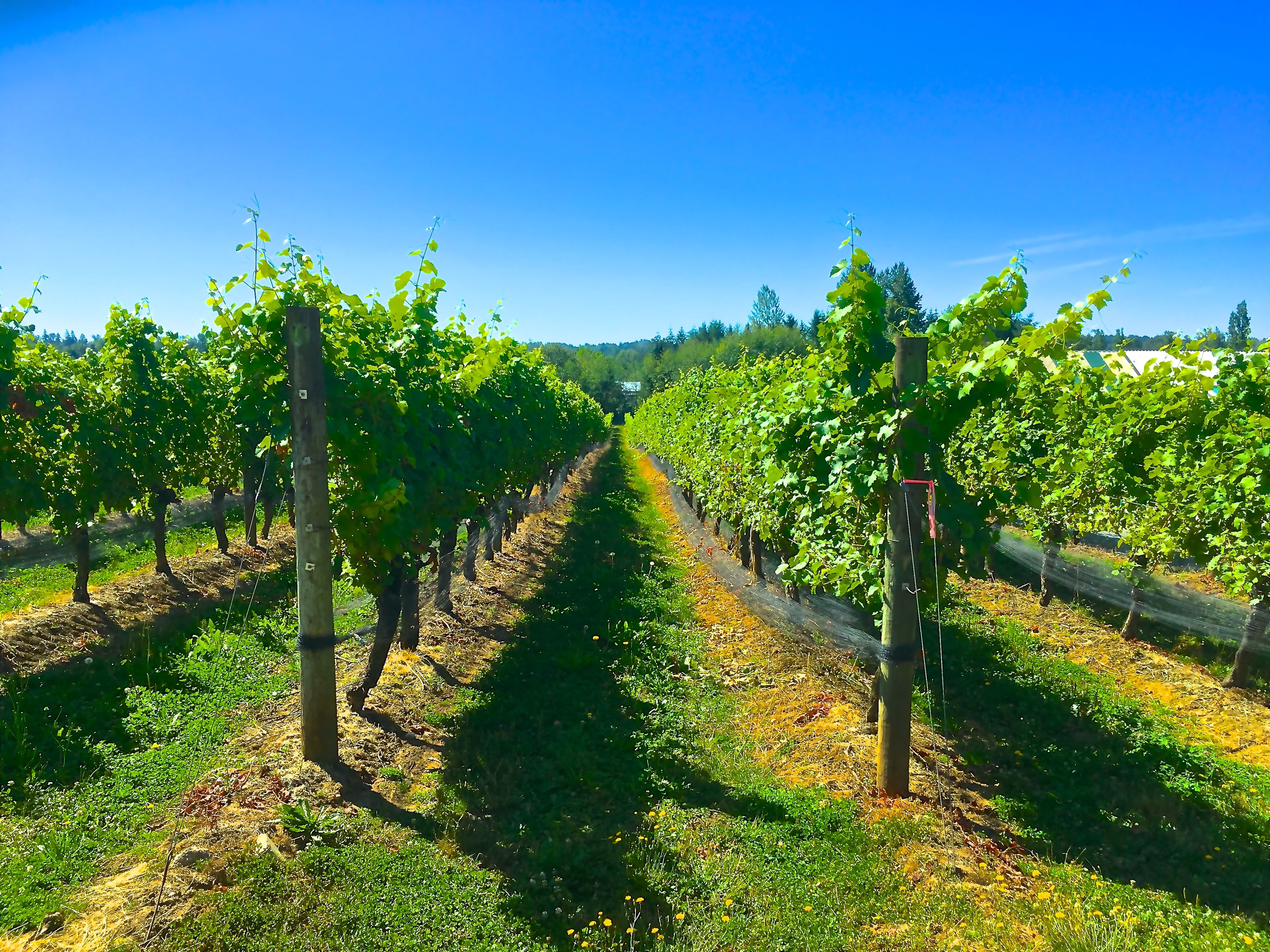 Chaberton Vines
