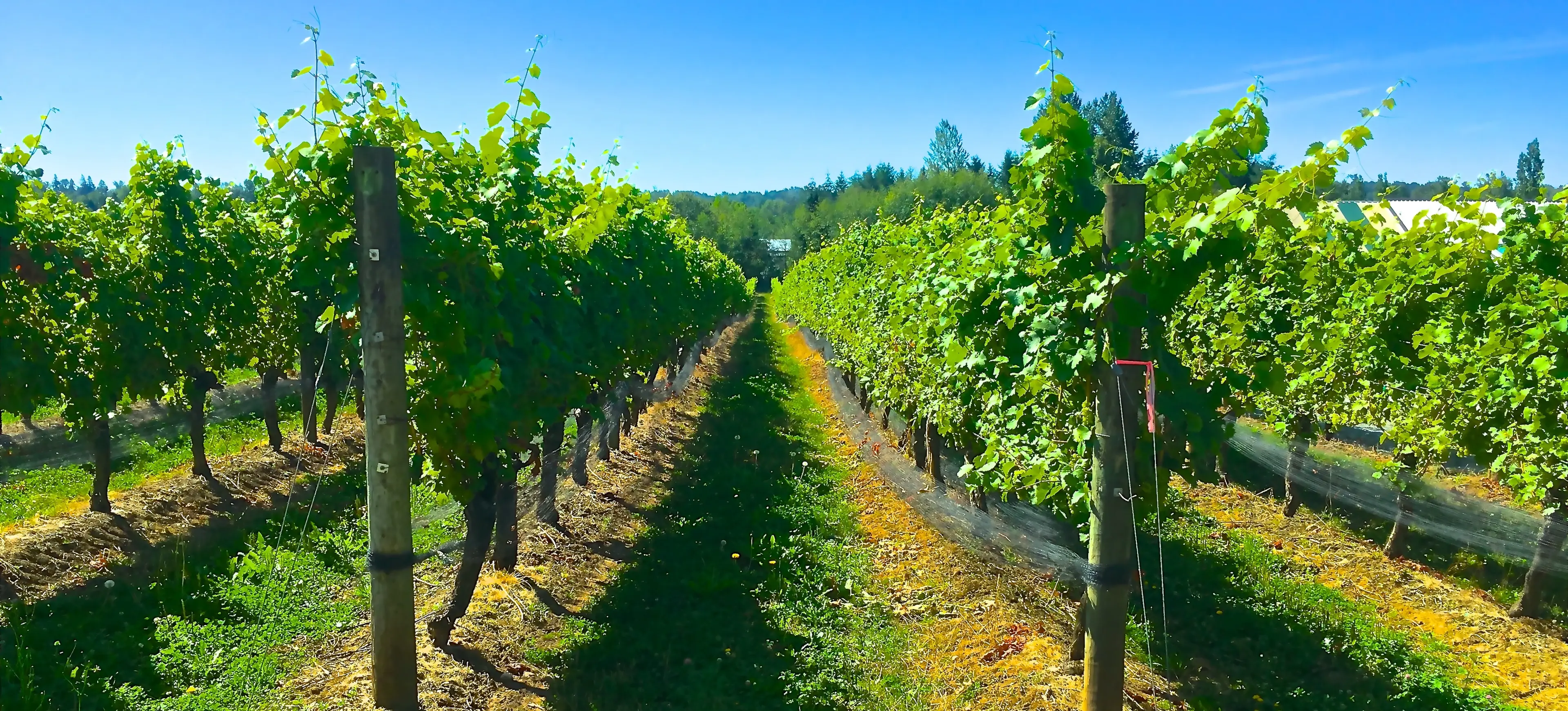 Chaberton Vines