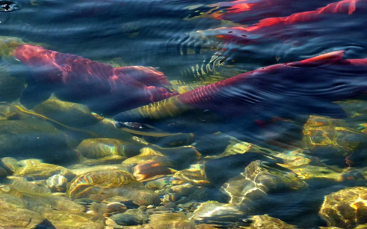 8 Places to See the Salmon Run Near Vancouver