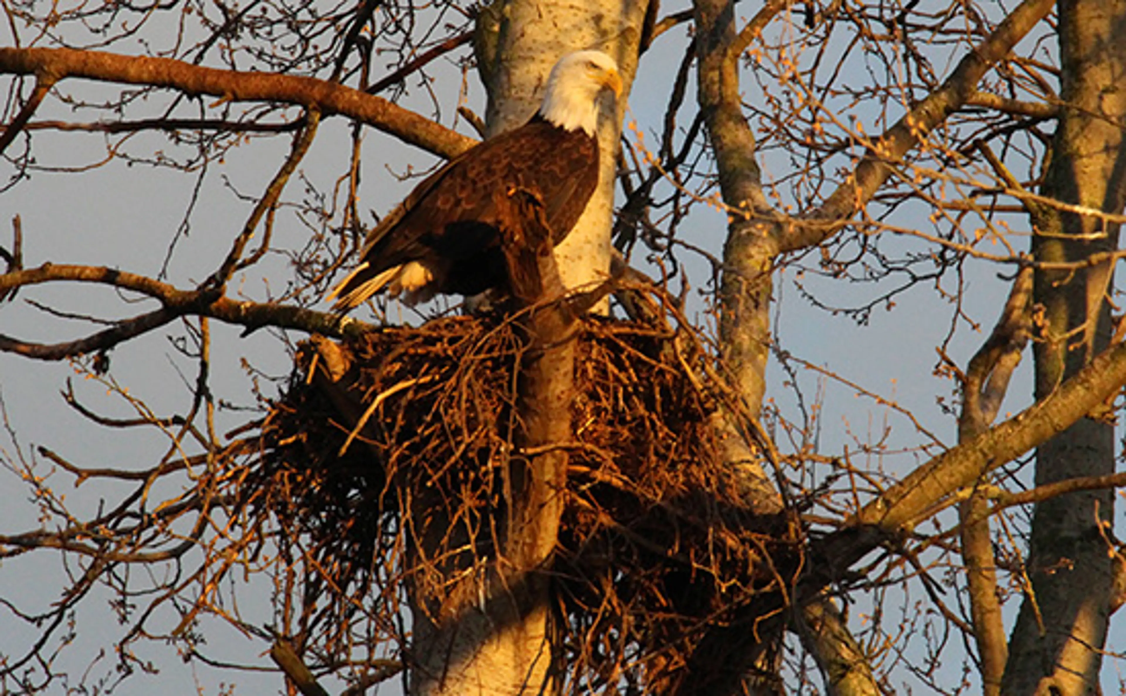 Vancouver’s Best Eagle Viewing