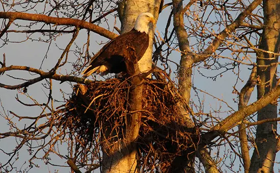 Vancouver’s Best Eagle Viewing