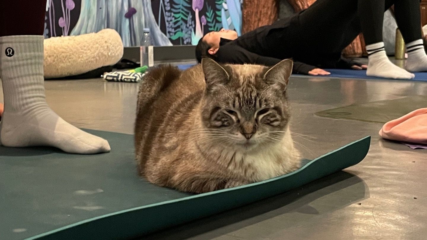 w-1440h-810-89ba89-6