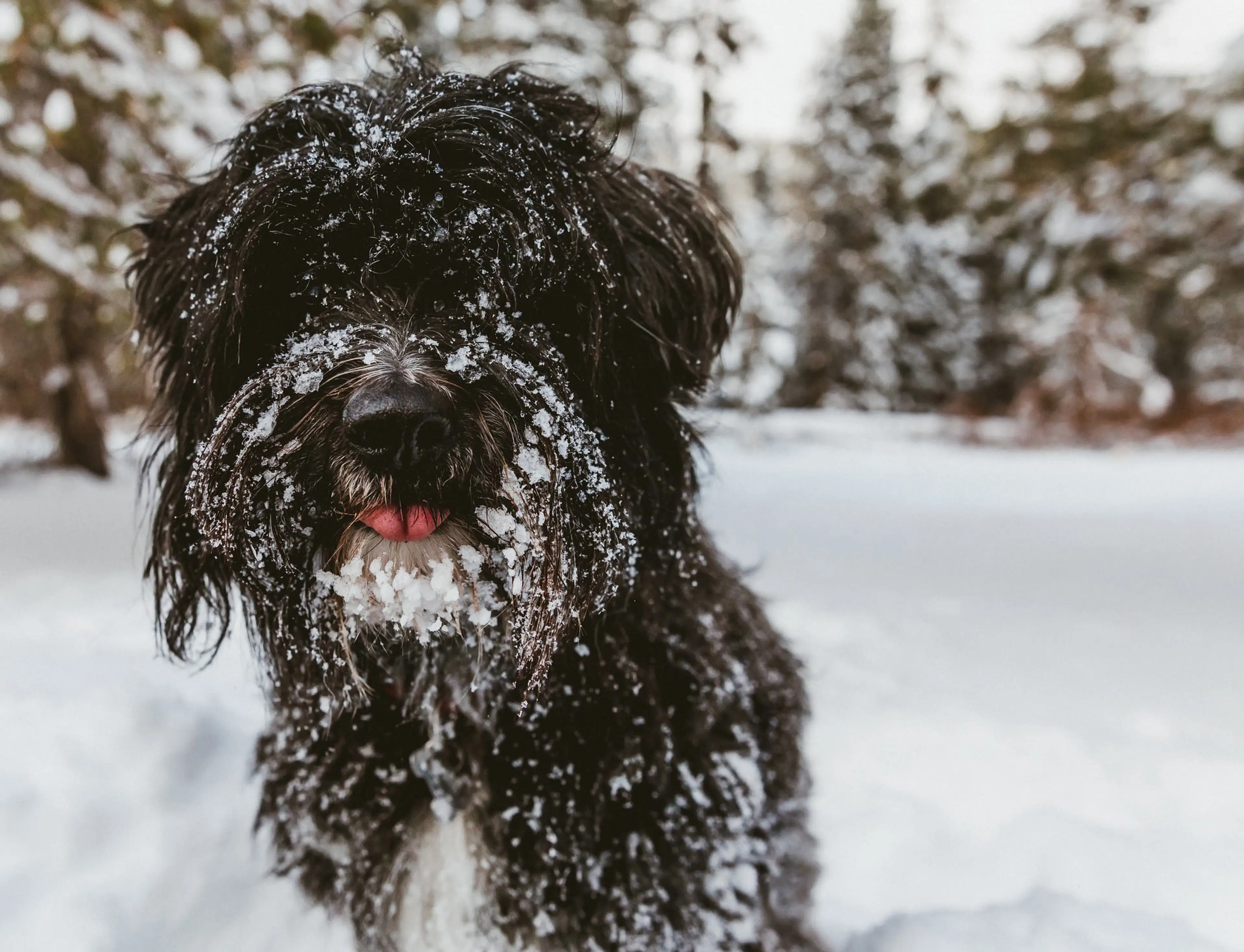 6 Dog-Friendly Places to Snowshoe Near Vancouver