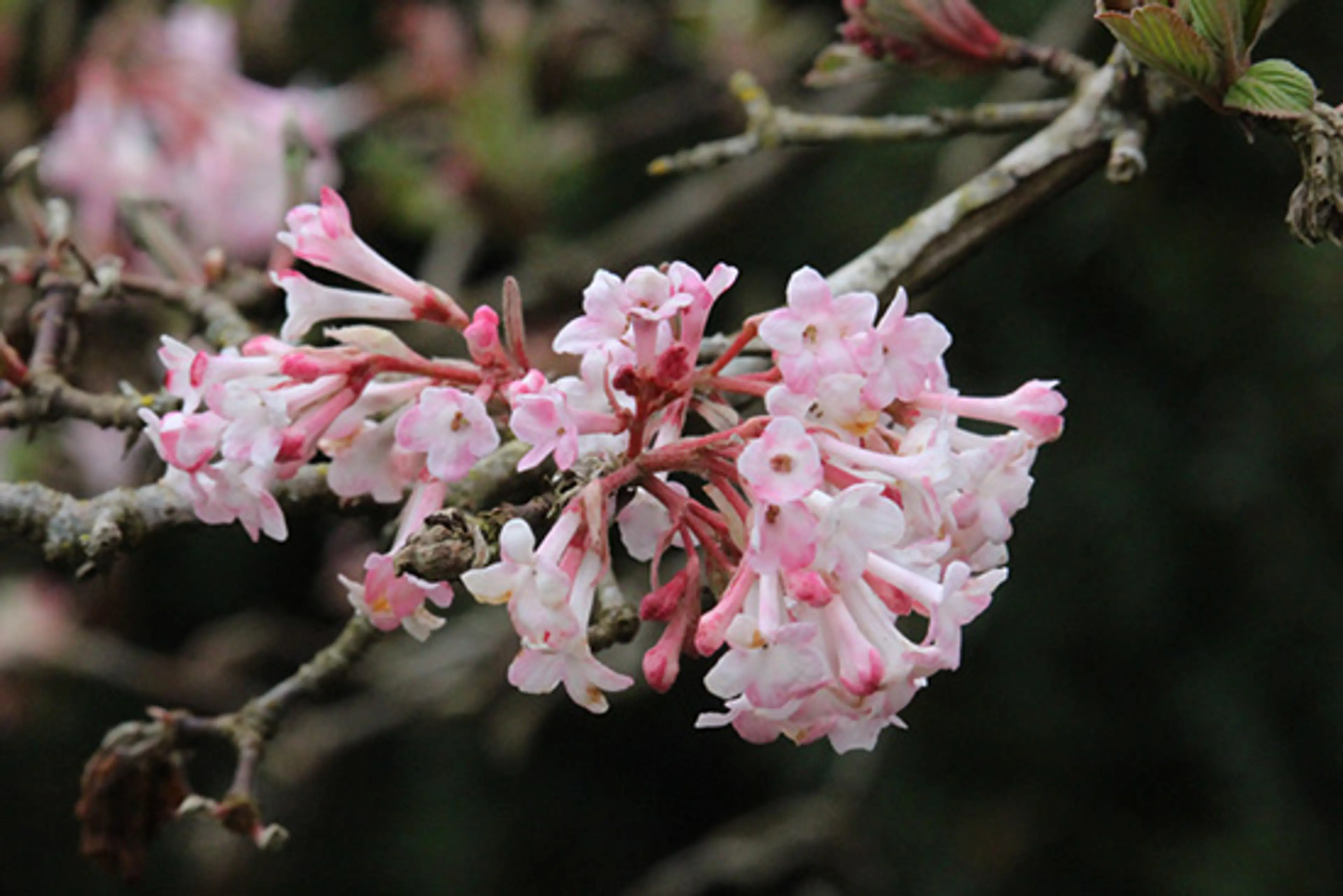 Searching for Spring in Vancouver