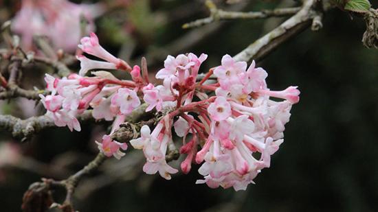 Searching for Spring in Vancouver