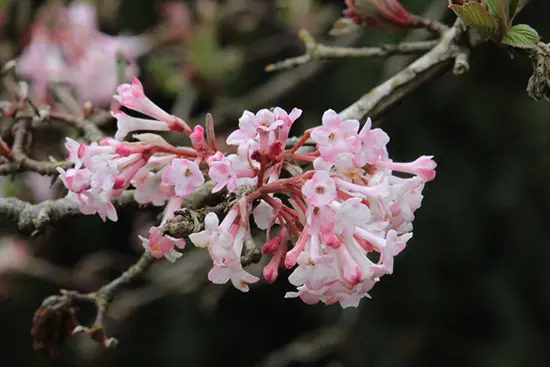 Searching for Spring in Vancouver