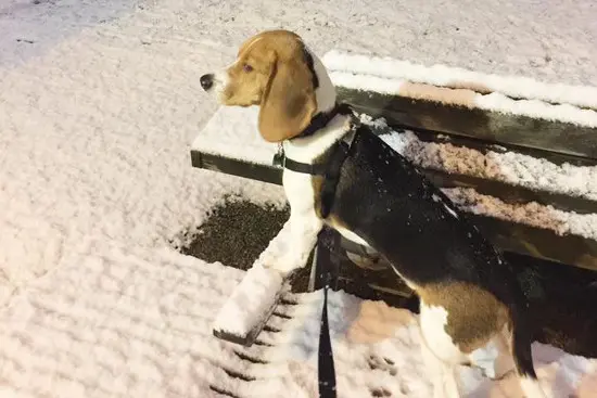 photo: Carine Redmond / Facebook