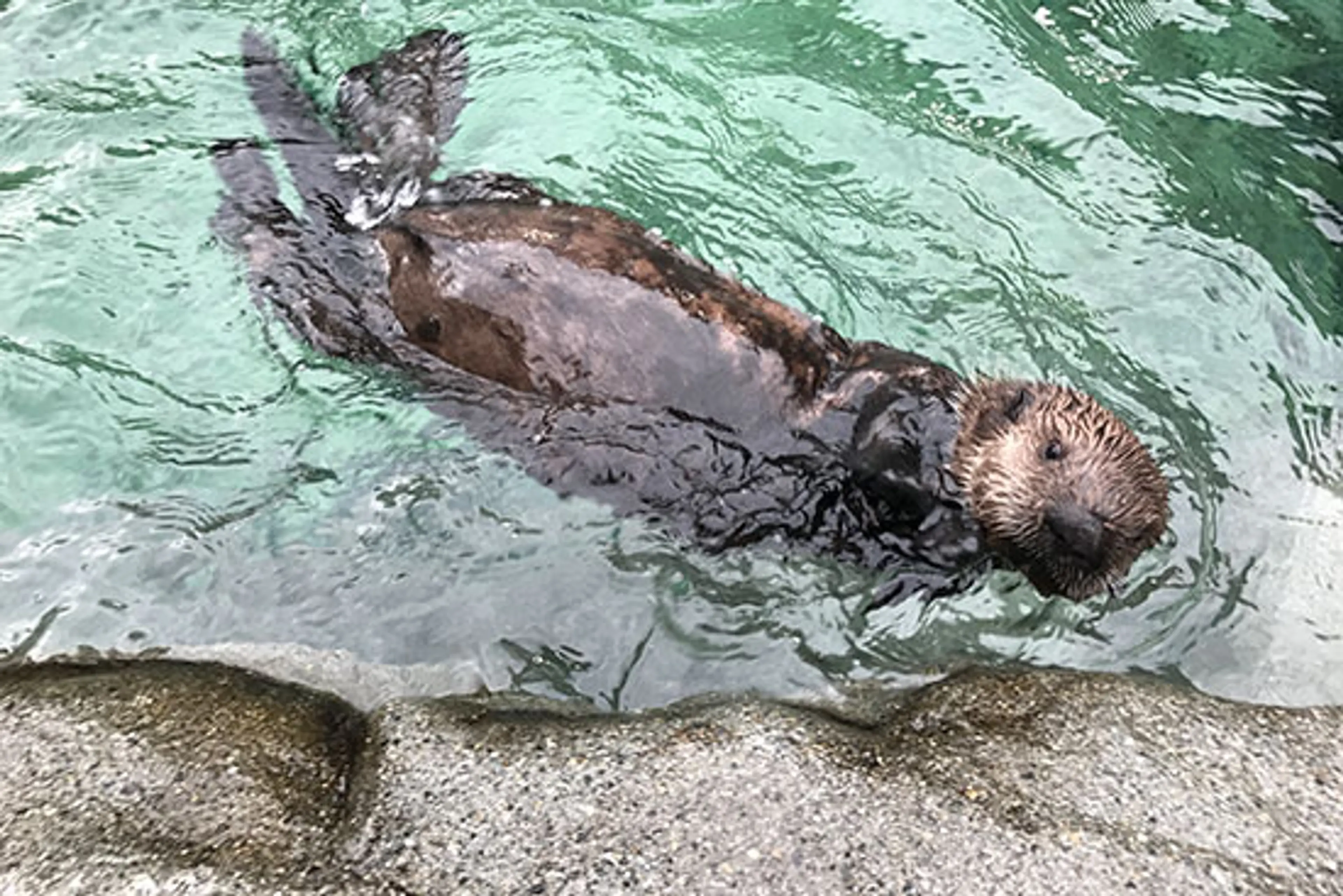 Pupdate! Experience the Cuteness in Person at Vancouver Aquarium