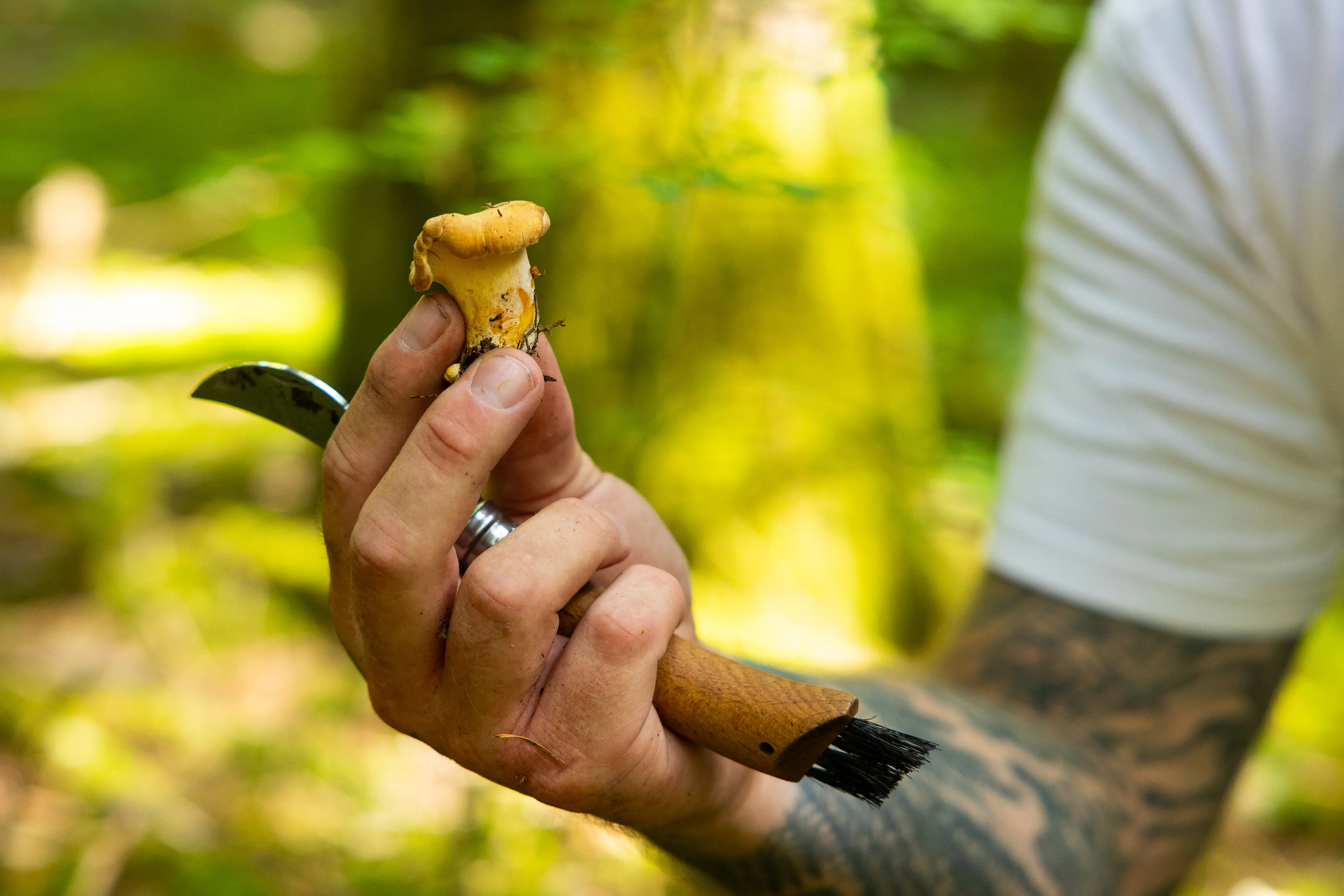Chef Gus from Published on Main foraging for mushrooms.