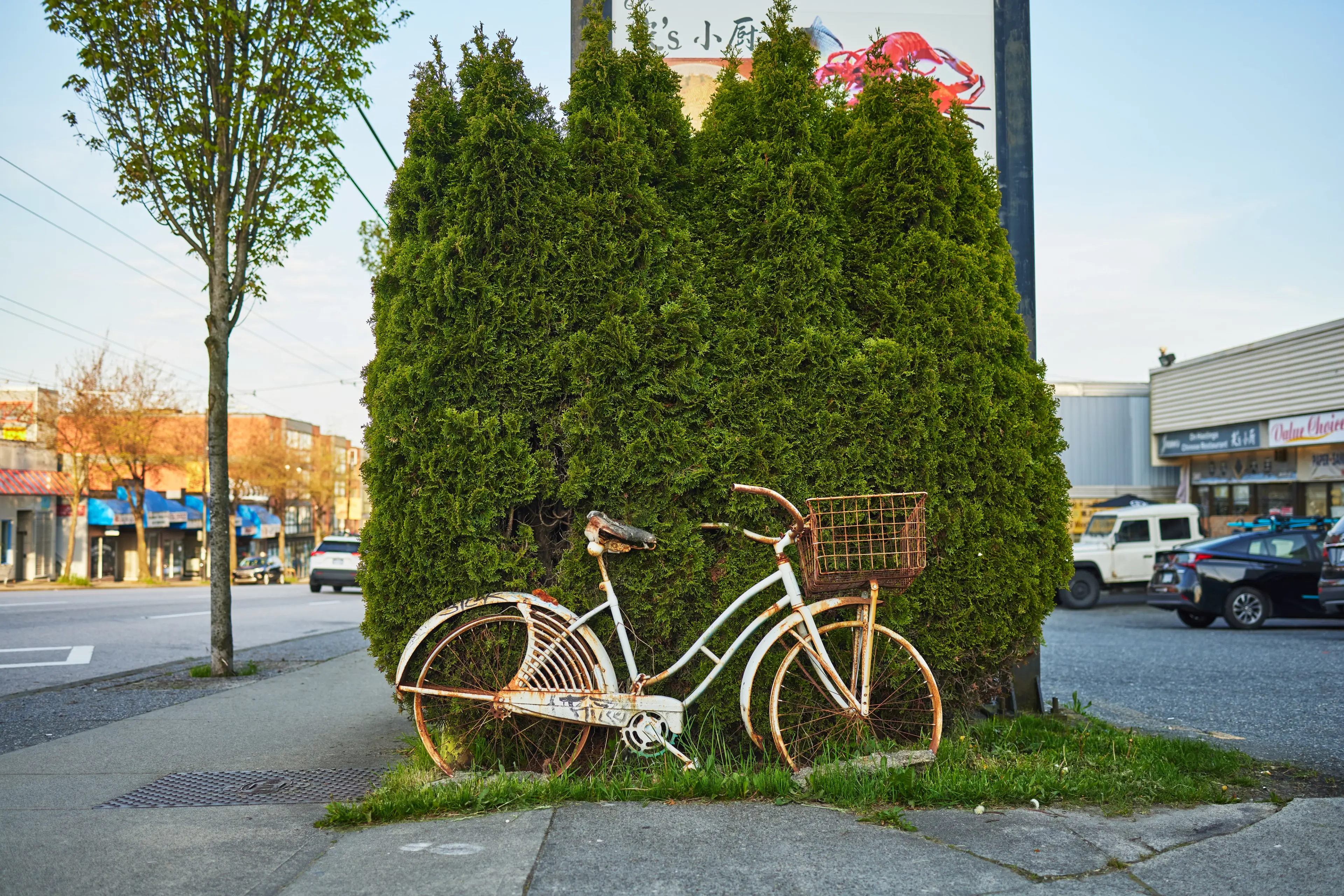 Rusty white bicycle with a basket leaning against tall green bushes on a city sidewalk.