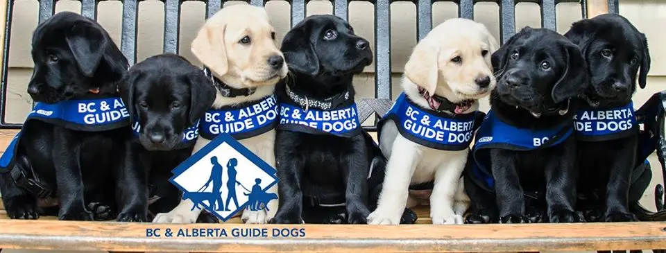 fun runs in vancouver