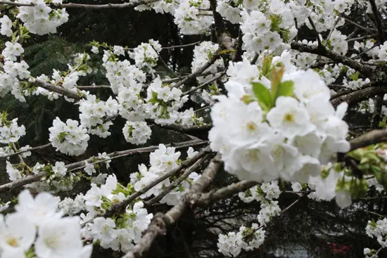 Discover Outdoors Bike the Blossoms5