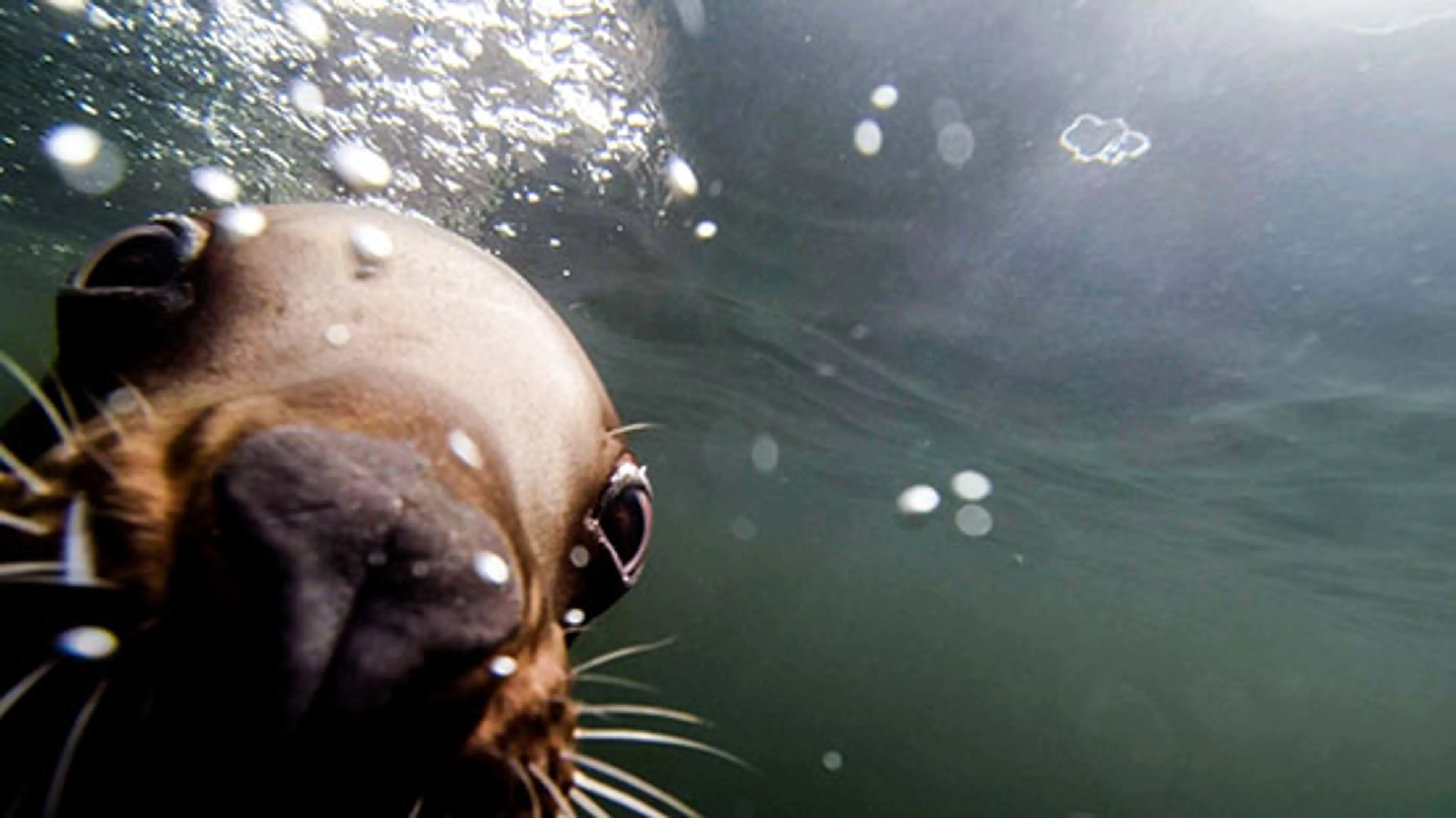 Come Nose to Snout With Stellar Sea Lions at Vancouver Aquarium’s NEW Exhibit!