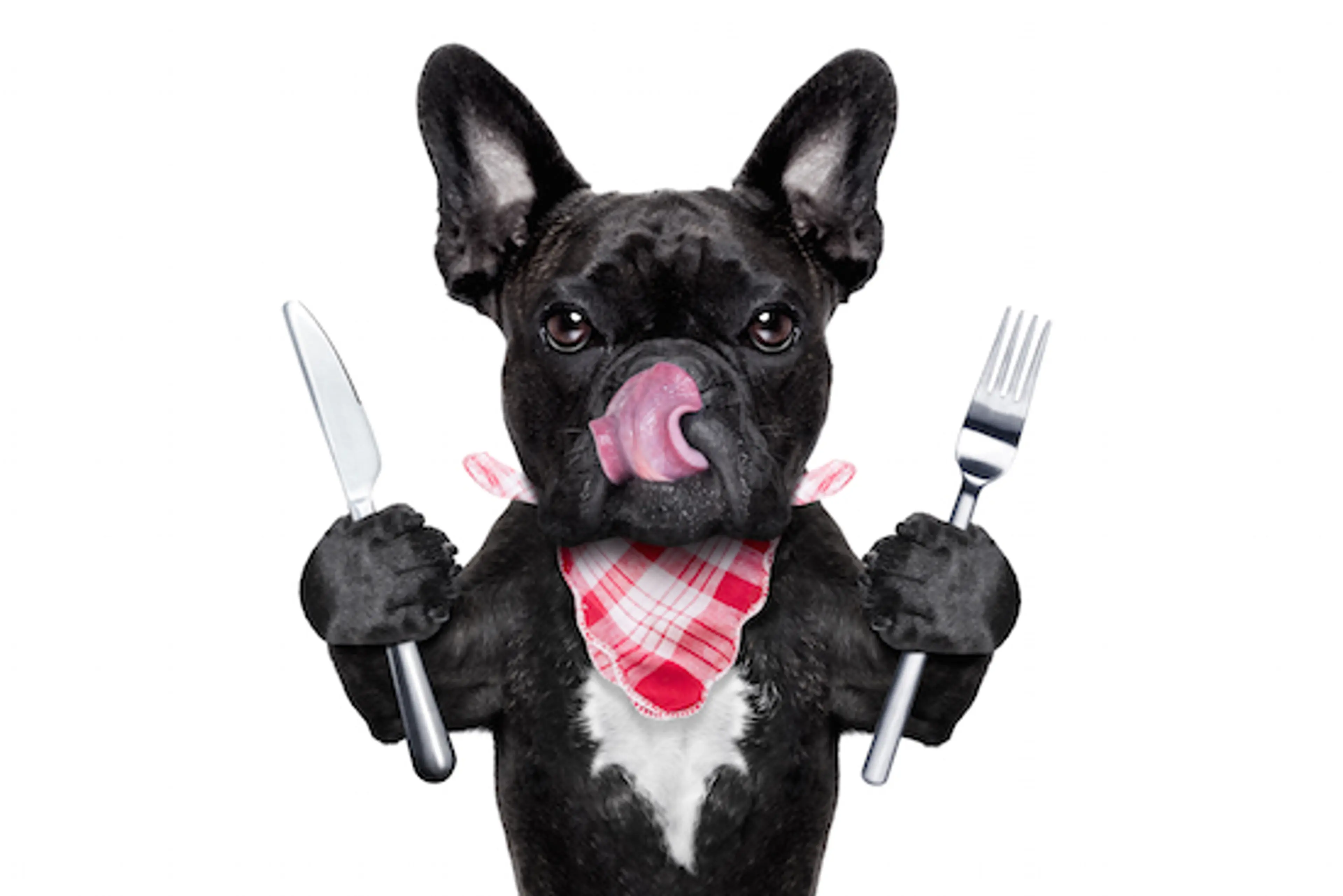 The Fringe is the perfect home for A Dog at a Feast, a dark comedy about theatre.