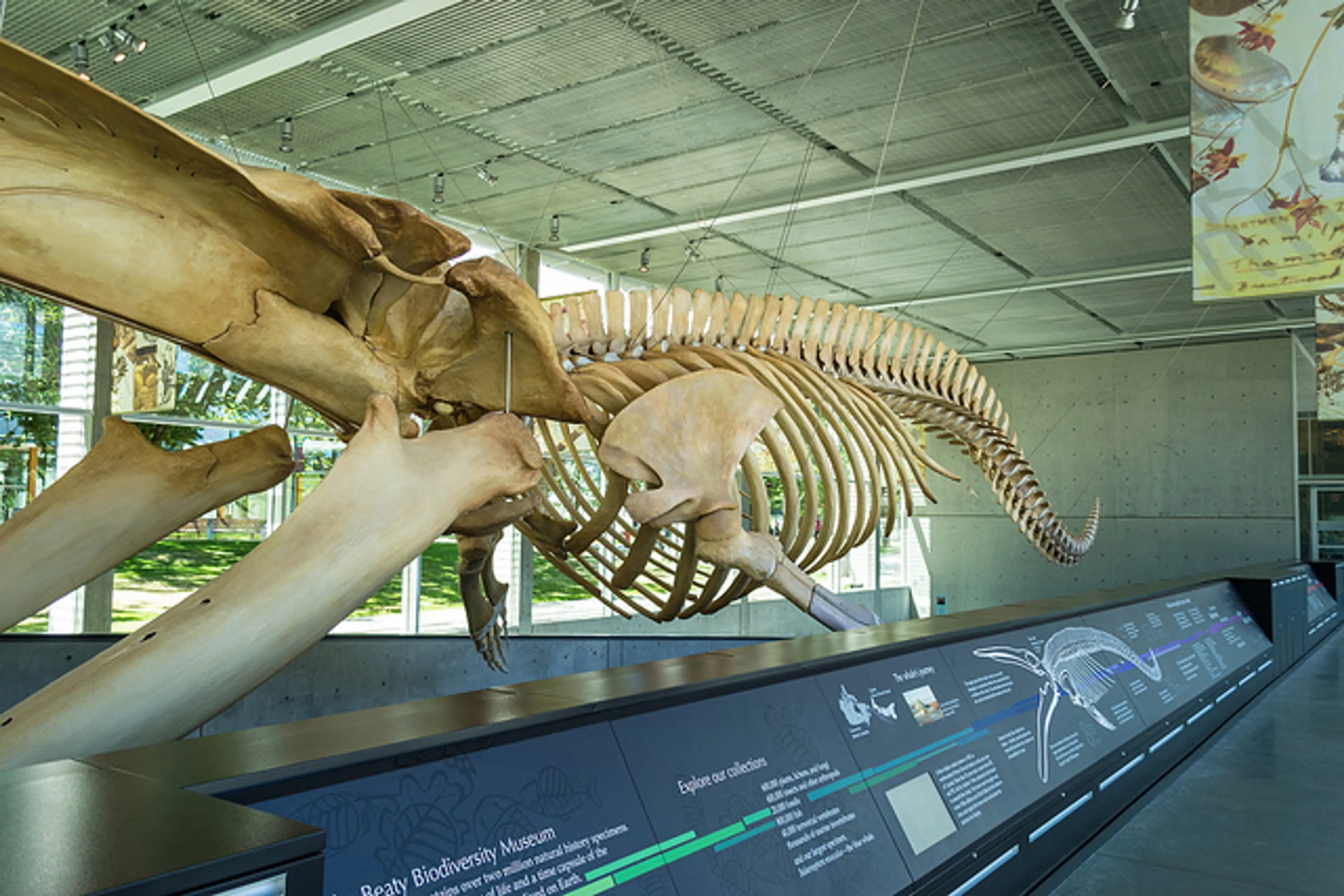 beaty museum ubc