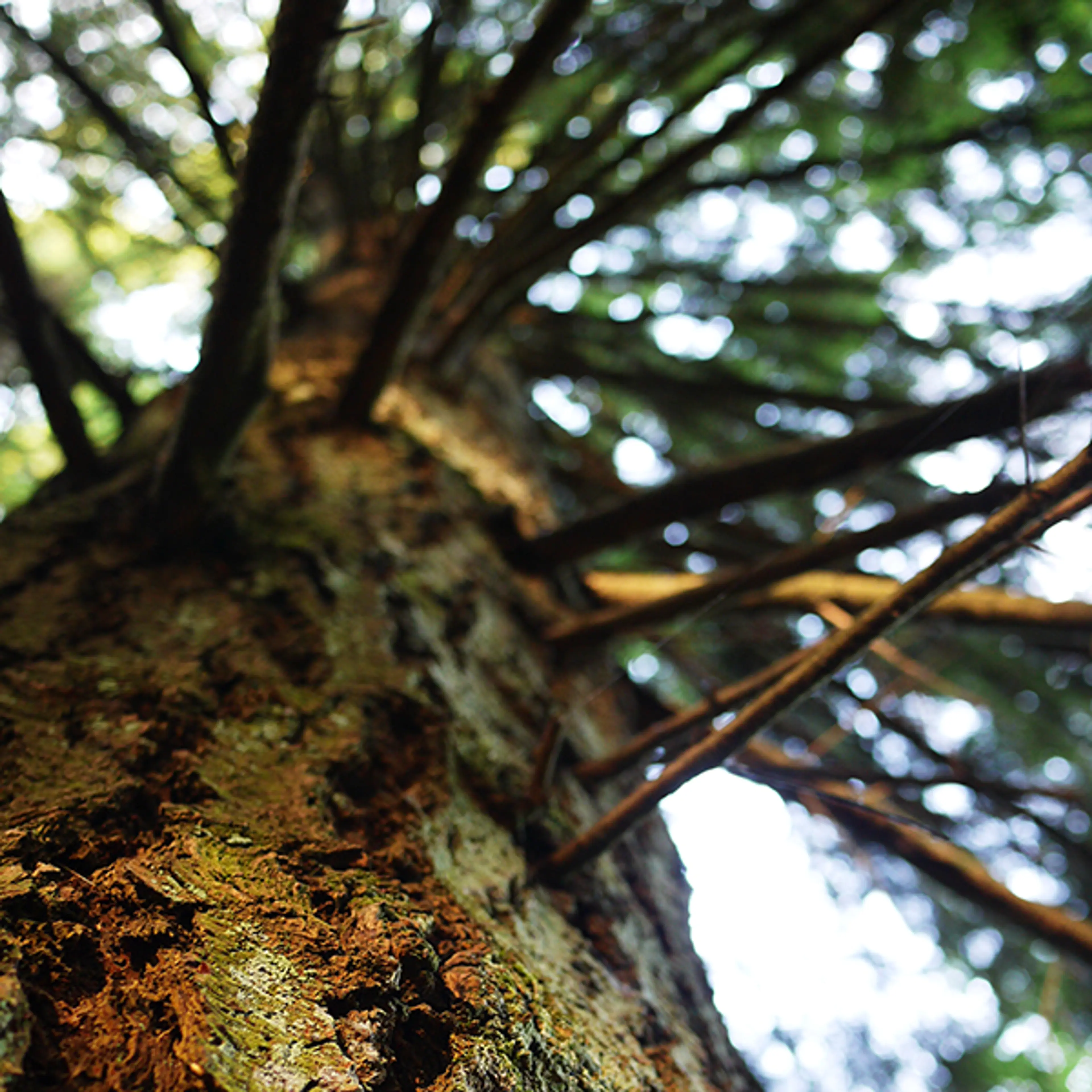 When Trees Talk: A Presentation and Animated Short Film