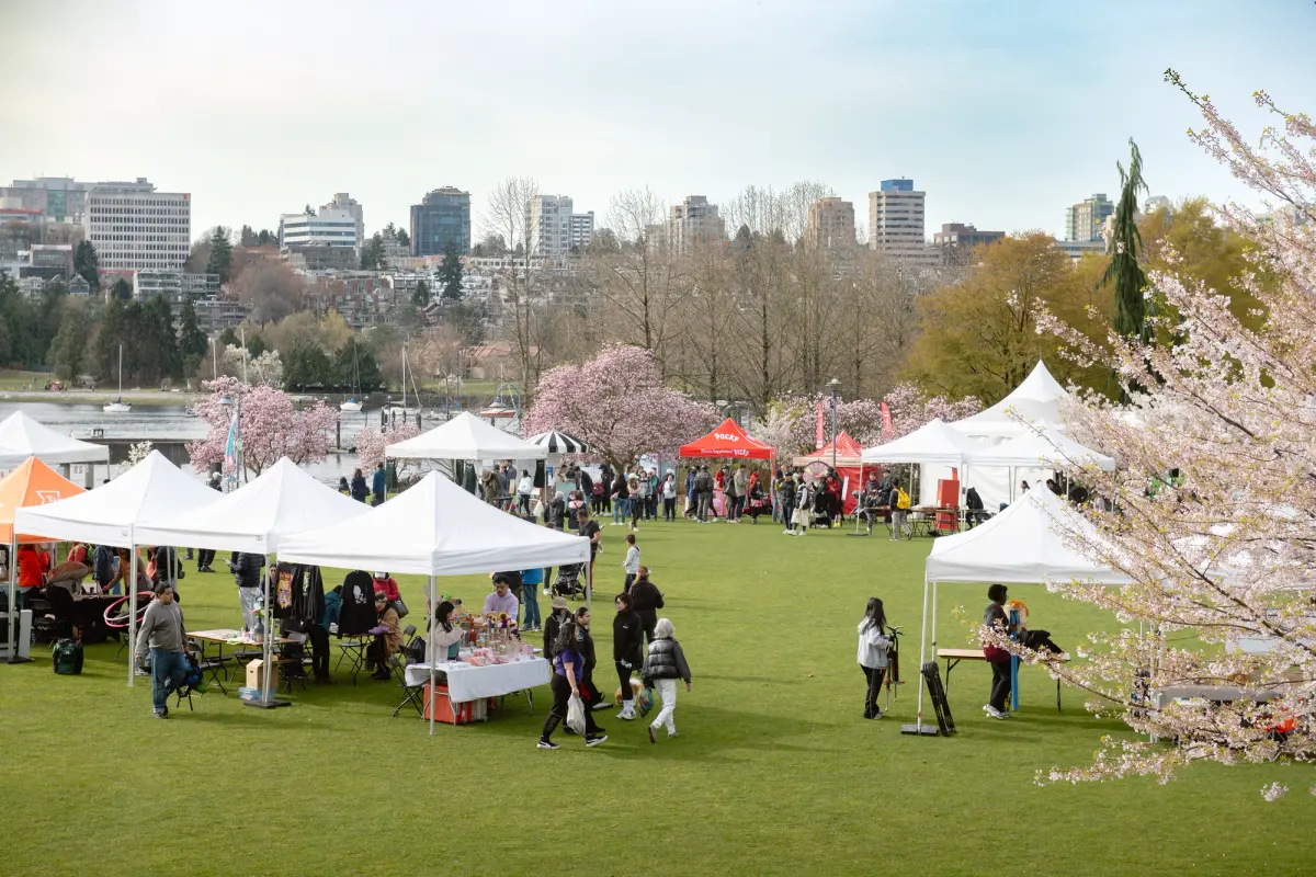 Vancouver Cherry Blossom Festival 2026: Highlights Worth The Walk ...