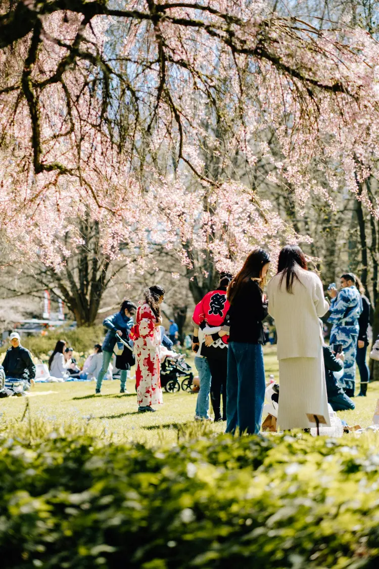 Vancouver Turns Pink During the 2024 Cherry Blossom Festival ...