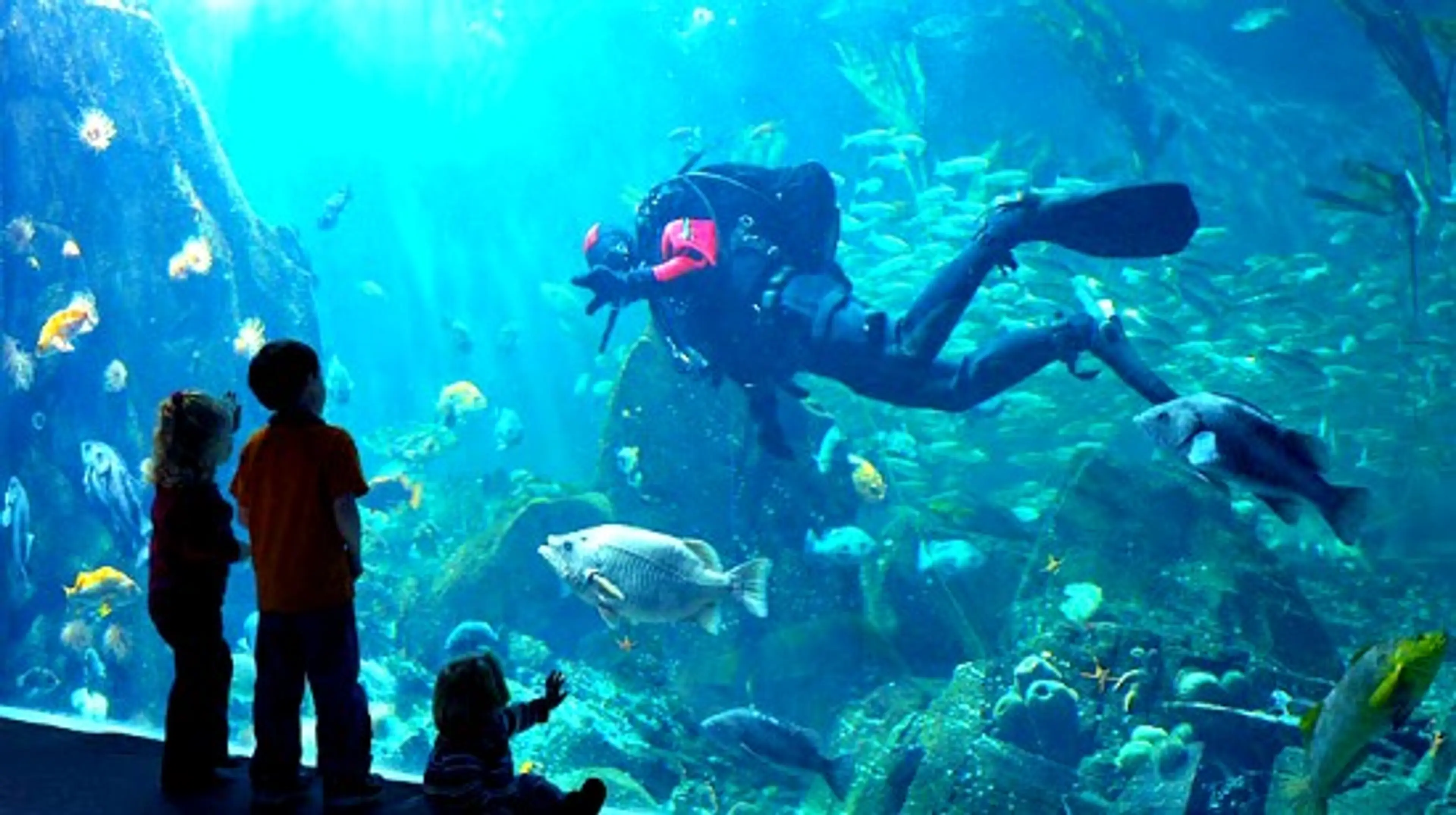 Kids In Vancouver: Plunge Into The Divers’ Weekend Festivities At The Vancouver Aquarium