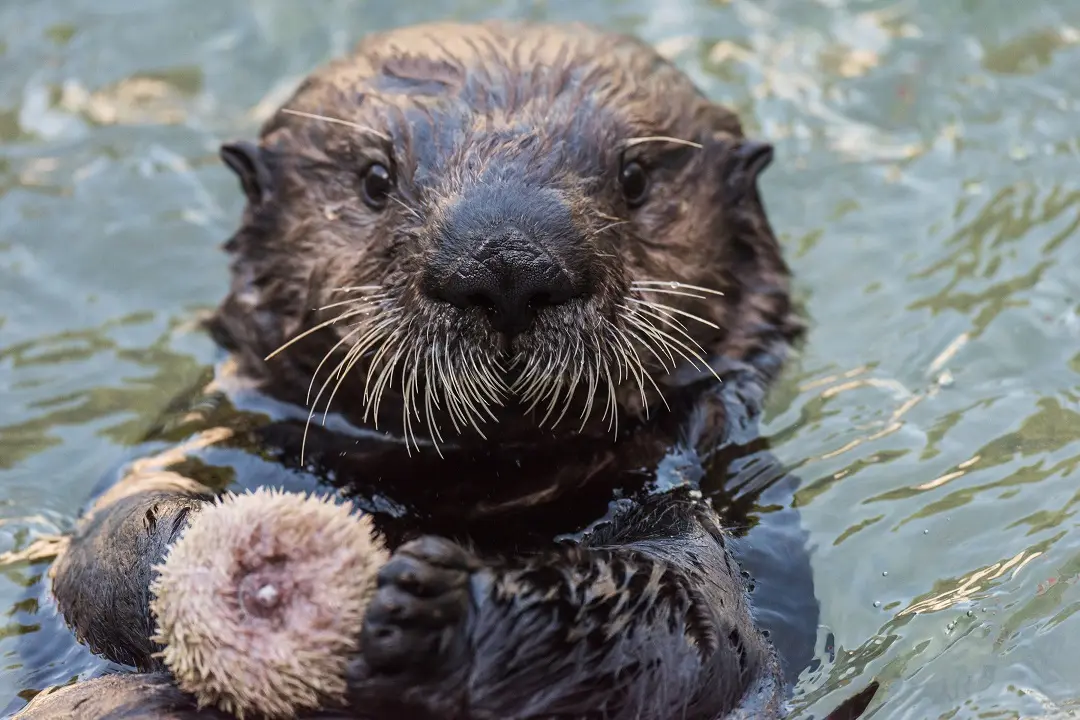 Vancouver Aquarium Hosts Launch for Children’s Book Starring Rialto the Otter