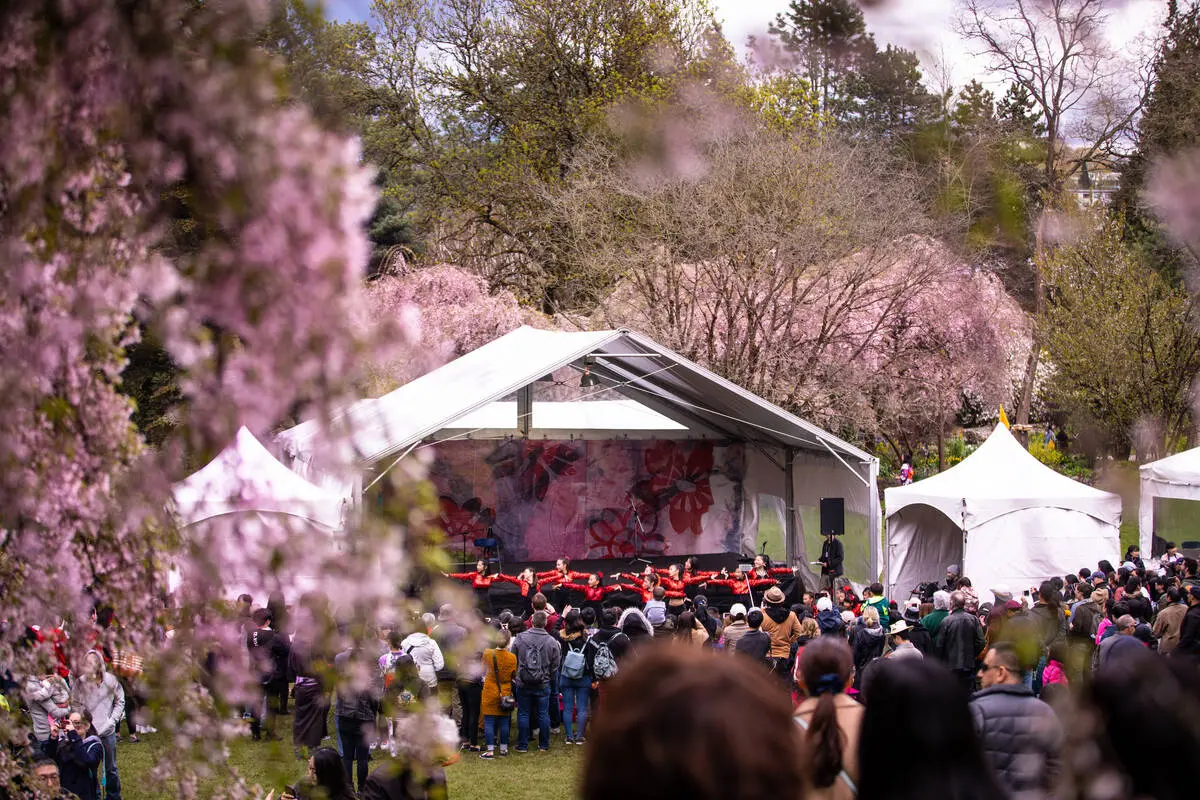 Tents at the Sakura Days event
